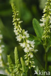 White Melilot (Melilotus albus)