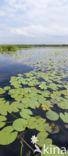 Witte waterlelie (Nymphaea alba)