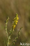 Goudgele honingklaver (Melilotus altissimus)