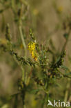 Tall Melilot (Melilotus altissimus)