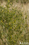 Tall Melilot (Melilotus altissimus)