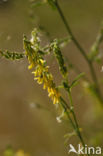 Goudgele honingklaver (Melilotus altissimus)