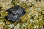 Witches butter (Exidia truncata)