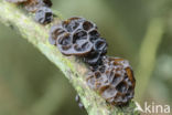 Witches butter (Exidia truncata)