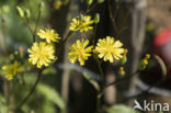 Akkerkool (Lapsana communis)