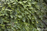 Platte vliesvaren (Hymenophyllum tunbrigense)