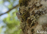 Cicada orni