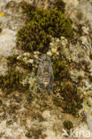 Cicada orni