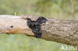 Witches butter (Exidia truncata)