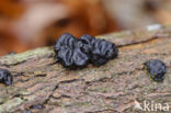 Witches butter (Exidia truncata)