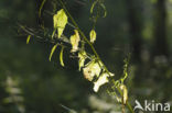 Nipplewort (Lapsana communis)