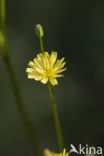 Akkerkool (Lapsana communis)