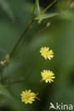 Akkerkool (Lapsana communis)