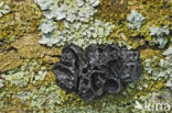 Witches butter (Exidia truncata)