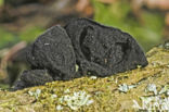 Witches butter (Exidia truncata)