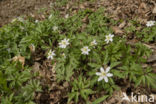 Wood Anemone (Anemone nemorosa)