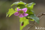 Prachtframboos (Rubus spectabilis)