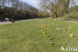 Dutch Crocus