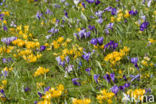 Dutch Crocus