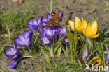 Dutch Crocus