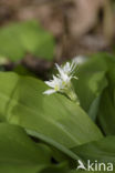 Daslook (Allium ursinum)