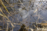 Common Frog (Rana temporaria)