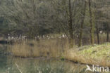 Common Reed (Phragmites australis)