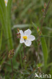 Wit zonneroosje (Helianthemum apenninum)