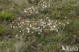 Helianthemum apenninum