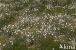 Wit zonneroosje (Helianthemum apenninum)