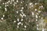 Wit zonneroosje (Helianthemum apenninum)