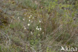 Wit zonneroosje (Helianthemum apenninum)