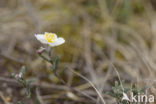 Wit zonneroosje (Helianthemum apenninum)