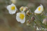 Helianthemum apenninum