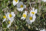 Helianthemum apenninum