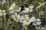 Wit zonneroosje (Helianthemum apenninum)