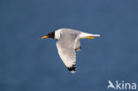 Reuzenzwartkopmeeuw (Larus ichthyaetus)