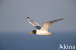 Reuzenzwartkopmeeuw (Larus ichthyaetus)