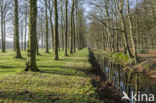 Beech (Fagus sylvatica)