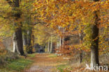 Beuk (Fagus sylvatica)