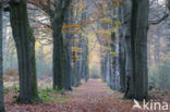 Beech (Fagus sylvatica)