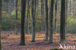 Beech (Fagus sylvatica)