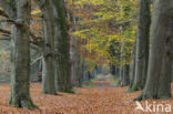 Beuk (Fagus sylvatica)