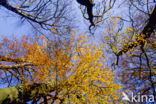 Beech (Fagus sylvatica)