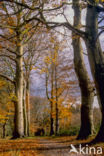 Beech (Fagus sylvatica)