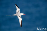 Roodsnavelkeerkringvogel (Phaethon aethereus)