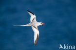 Roodsnavelkeerkringvogel (Phaethon aethereus)