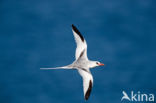 Roodsnavelkeerkringvogel (Phaethon aethereus)