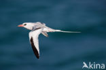 Red-billed Tropicbird (Phaethon aethereus)