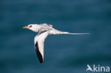 Red-billed Tropicbird (Phaethon aethereus)